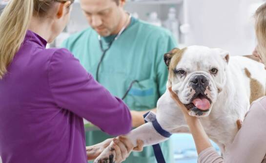 Problemy ortopedyczne u zwierząt – jak je rozpoznać i kiedy reagować?