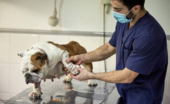 Ortopedia weterynaryjna – jak dbać o zdrowe stawy i kości pupila