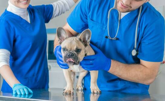 Chirurgia zwierząt – najważniejsze wskazania, metody leczenia i bezpieczeństwo