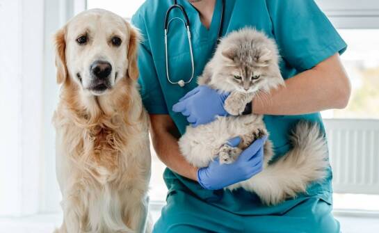 Usługi weterynaryjne – zakres opieki zdrowotnej dla zwierząt domowych