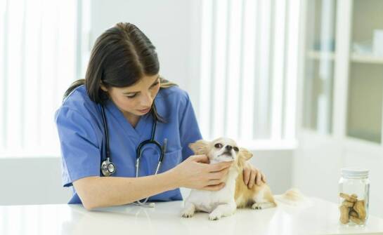 Jak wybrać odpowiednią opiekę weterynaryjną dla zwierząt domowych?
