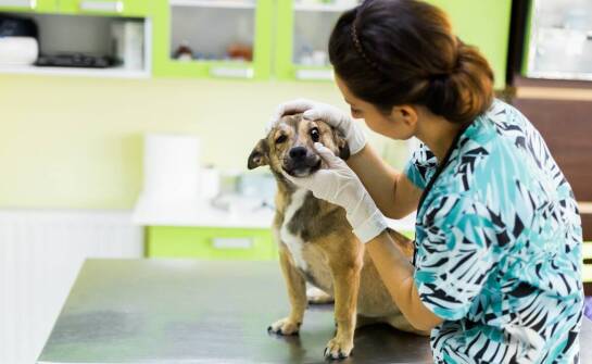 Jak wygląda codzienna opieka w przychodni weterynaryjnej i czym się zajmuje?