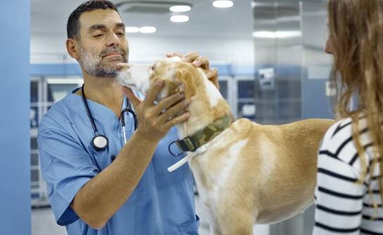 Jak dbać o zdrowie pupila – najważniejsze zasady opieki weterynaryjnej