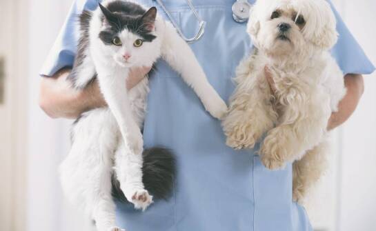 Choroby wewnętrzne psów i kotów – objawy, leczenie oraz profilaktyka