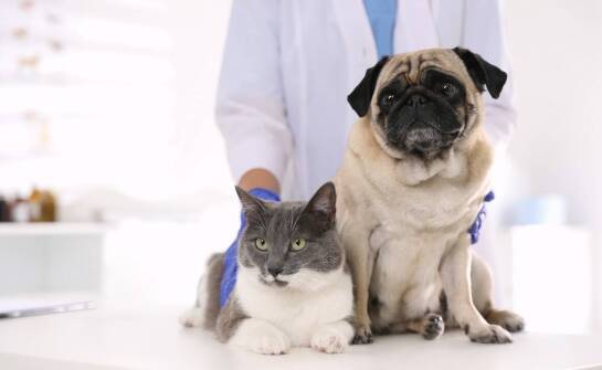 Kto zajmuje się leczeniem chrób wewnętrznych psów i kotów?