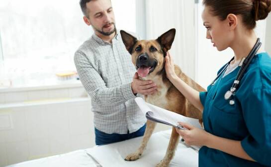 Weterynaria – kluczowe aspekty zdrowia zwierząt domowych i opieki nad nimi