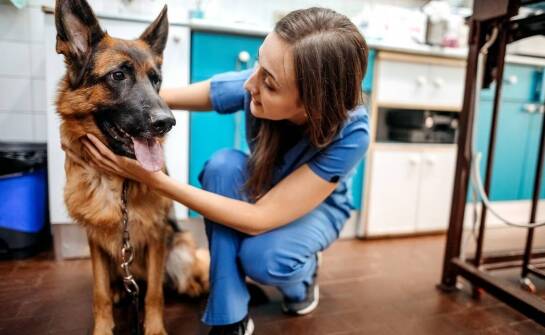 Kiedy warto odwiedzić weterynarza? Najważniejsze sygnały i objawy u zwierząt