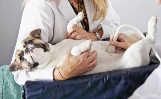 Badanie USG u psa i kota – co wykrywa diagnostyka obrazowa zwierząt?