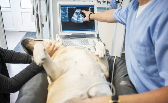 USG zwierząt domowych – jakie schorzenia wykrywa diagnostyka obrazowa?