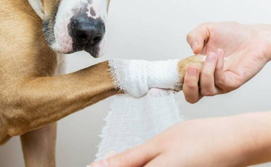 Złamania u psów – przyczyny, objawy i najnowsze sposoby leczenia