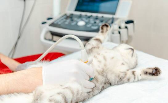 Diagnostyka obrazowa zwierząt domowych – zastosowanie i przebieg badania USG