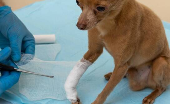 Jak rozpoznać złamanie u psa i jakie są najskuteczniejsze metody leczenia?