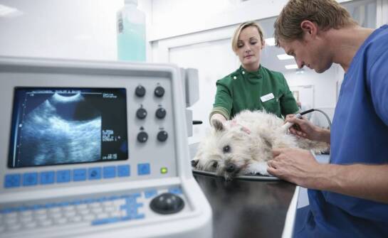 USG u zwierząt domowych – kiedy wykonać i jak przebiega badanie