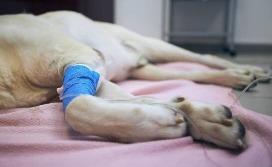 Złamania u psów – najważniejsze etapy leczenia i skuteczna rekonwalescencja
