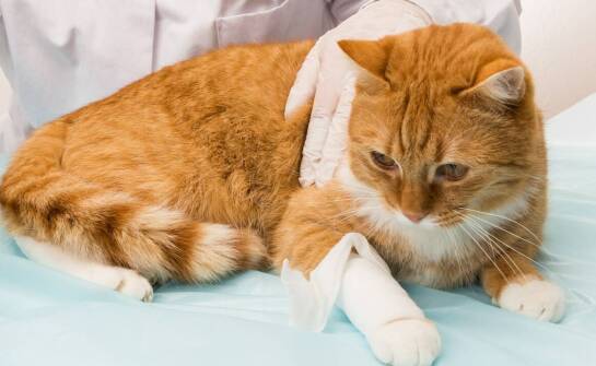 Złamania u kotów – objawy, metody leczenia i powrót do zdrowia