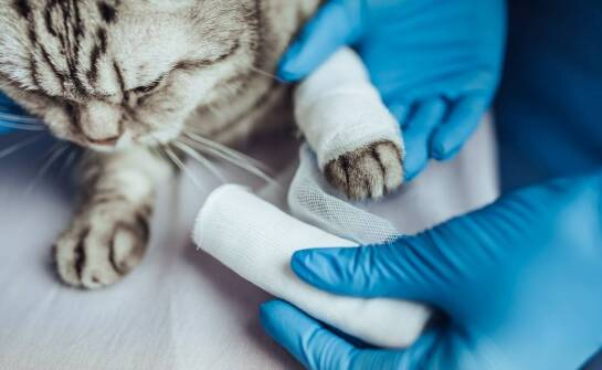 Jak postępować po złamaniu u kota – etapy leczenia i rehabilitacji