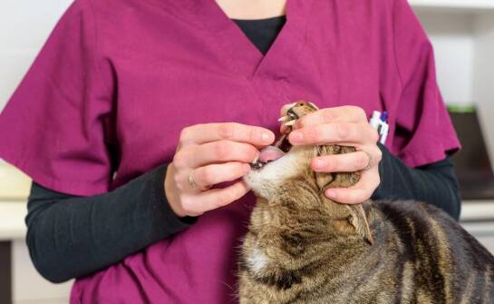 Jak przebiega leczenie urazów kostnych u kotów i na co zwrócić uwagę?