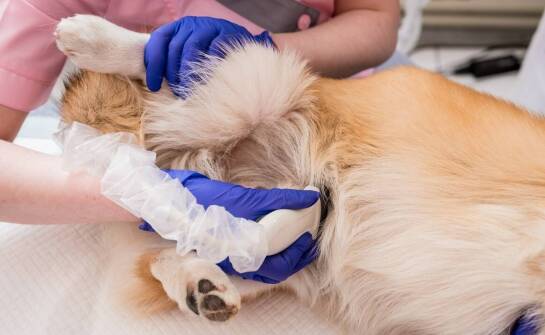 Dysplazja stawów u psów – objawy, diagnostyka i sposoby leczenia