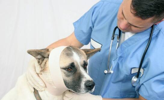 Jak rozpoznać i łagodzić objawy dysplazji stawów u psów różnych ras