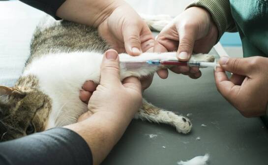 Terapia stawów u psów i kotów – skuteczność oraz zastosowanie iniekcji