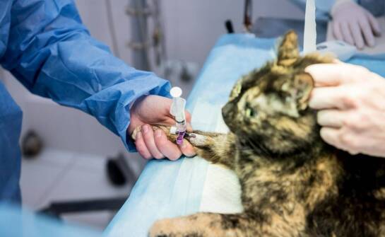 Iniekcje stawowe u psów i kotów – zastosowanie, wskazania i skuteczność