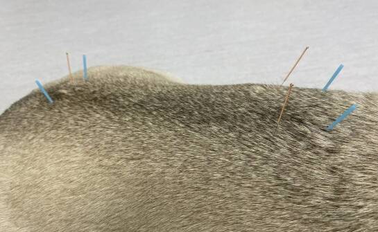 Uszczelnienie dylatacji – skuteczne zabezpieczenie konstrukcji przed wodą