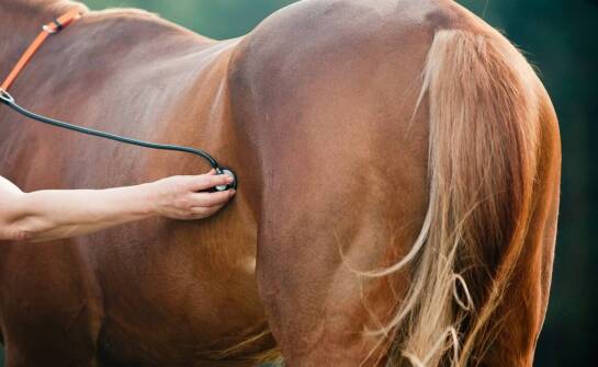 Wędzidło dla konia – rodzaje, zastosowanie i najważniejsze cechy wyboru
