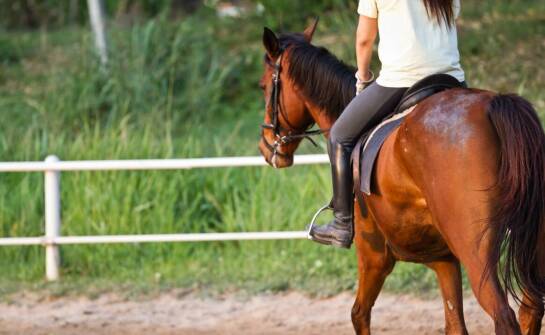 Derki dla koni – funkcje, rodzaje i zastosowanie w codziennej pielęgnacji