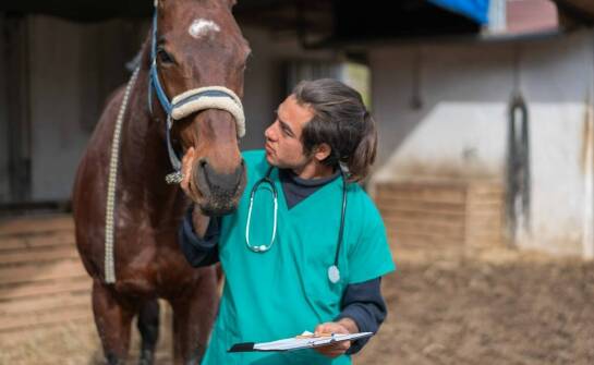 Koszulki konkursowe do jazdy konnej – najważniejsze cechy i zalety wyboru