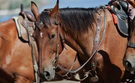 Kantary dla koni – kluczowe informacje, rodzaje i praktyczne zastosowania