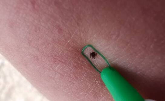 Palcaty w jeździectwie – zastosowanie, budowa i najważniejsze funkcje