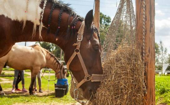 Siatki na siano – praktyczne zastosowanie i korzyści w codziennej stajni