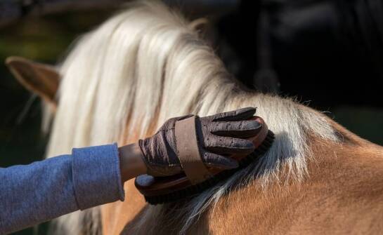 Rękawiczki jeździeckie – najważniejsze cechy i funkcje w codziennej jeździe