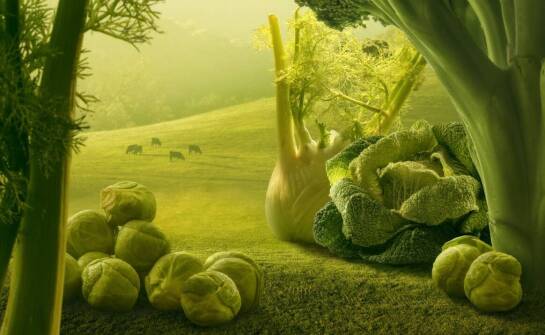 Ekologiczna żywność – korzyści, które płyną z naturalnych produktów