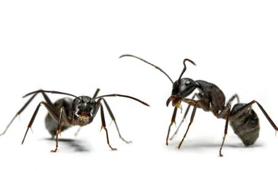 Jakie zadania realizuje komornik i na czym polega jego rola w postępowaniu