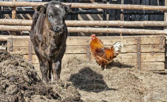 Co zabiera komornik podczas egzekucji i jak przebiega zajęcie majątku