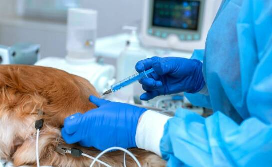 Czym zajmuje się weterynarz i jakie badania przeprowadza u zwierząt domowych