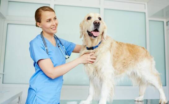 Czym powinien charakteryzować się dobry lekarz weterynarii?