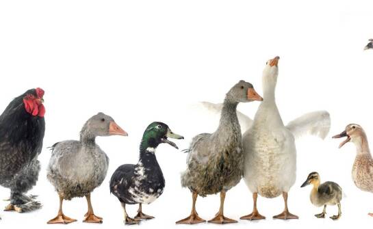 Kaczka sanitarna męska – zastosowanie, budowa i praktyczne wskazówki