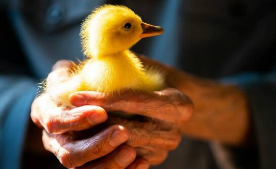 Kaczka sanitarna męska – rodzaje, wygoda użytkowania i kluczowe cechy