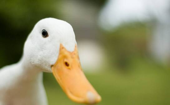 Jak wybrać kaczki sanitarne dla mężczyzn i kiedy są szczególnie przydatne