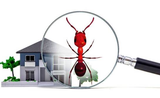 Jakie informacje zawiera ekspertyza mykologa budynków?