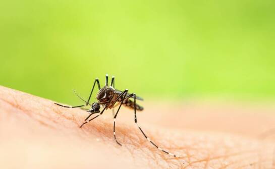 Rola mykologii w utrzymaniu bezpieczeństwa i trwałości budynków