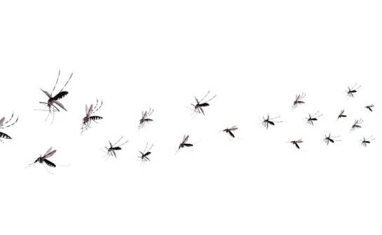 Znaczenie badań mykologicznych w ochronie zdrowia i stanu technicznego budynków