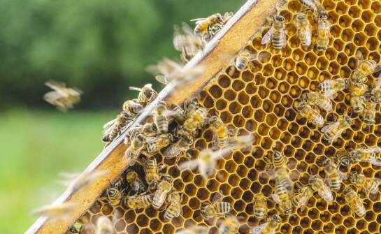 Biowar w trosce o pszczoły – skuteczność, działanie i zastosowanie produktu