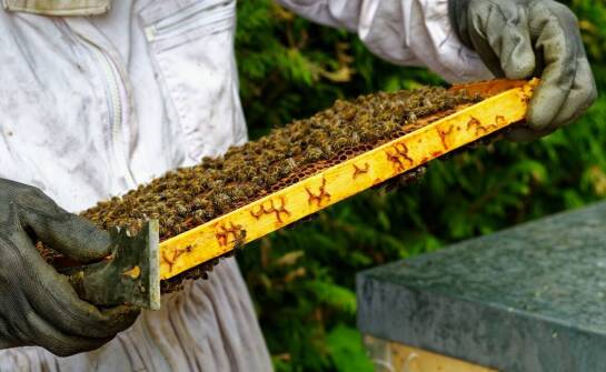 Biowar – skuteczna ochrona pszczół przed pasożytami i wsparcie pasieki