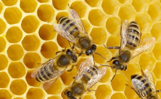 Biowar – kluczowe informacje na temat ochrony pszczół przed pasożytami