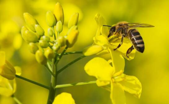Biowar – działanie, przeznaczenie i wpływ na zdrowie pszczół w pasiece