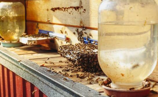 Apiguard – skuteczność i zastosowanie w dbaniu o zdrowie rodzin pszczelich