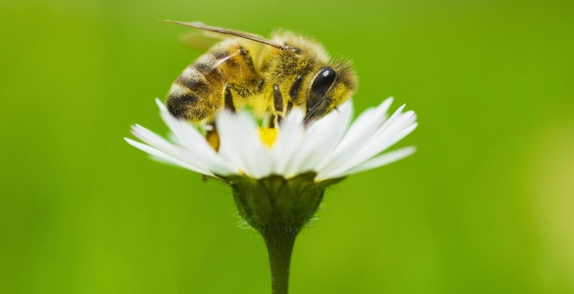 Apiguard – jak działa i jakie korzyści przynosi w ochronie pszczół